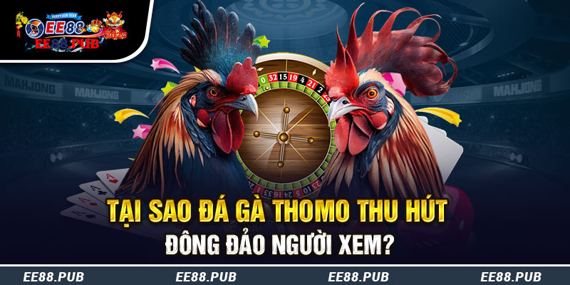 Đá gà thomo chính là một nét đẹp văn hóa Việt Nam