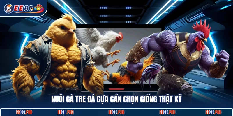 Nuôi gà tre đá cựa cần chọn giống thật kỹ