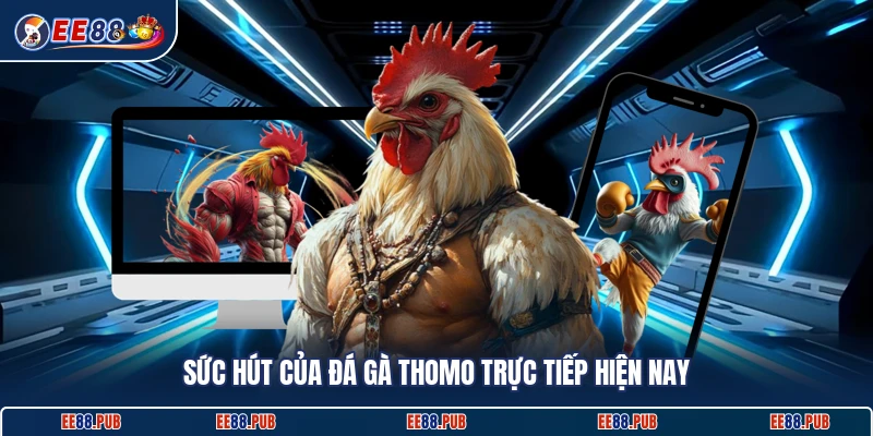 Sức hút của đá gà Thomo trực tiếp hiện nay