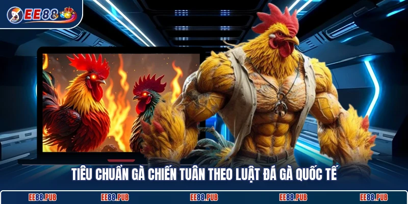 Tiêu chuẩn gà chiến tuân theo luật đá gà quốc tế