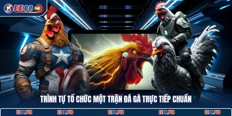 Trình tự tổ chức một trận đá gà trực tiếp chuẩn
